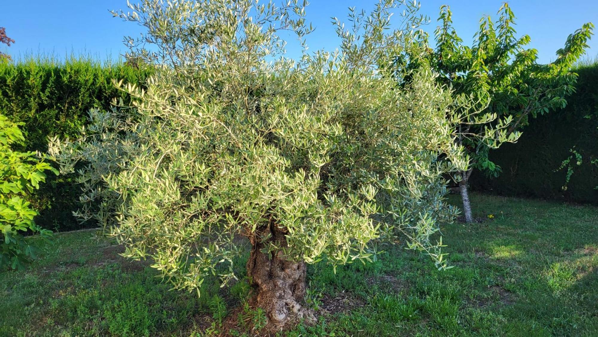 Bed and Breakfast lamaison-d'ose à Châtillon-sur-Chalaronne Extérieur photo